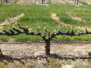 How Cane and Cordon Pruning Can Improve Grapevine Health and Yield