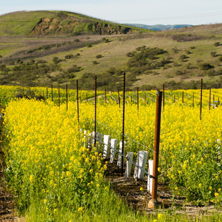 Why We Love the Carneros American Viticultural Area