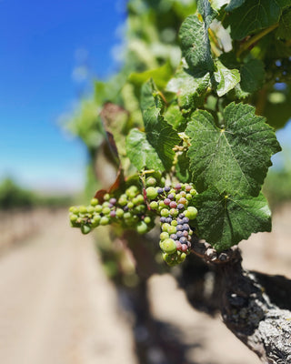 Understanding the Science Behind Grape Ripeness and its Impact on Flavor