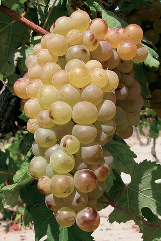 A Closer Look at Vermentino: Essential Facts You Need to Know