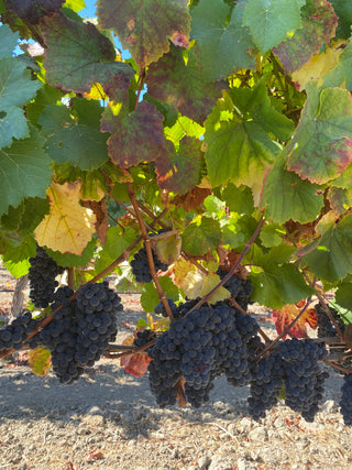 How Our 2024 Harvest at Las Brisas Vineyard Is Going